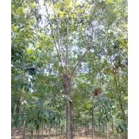 8公分白蠟價(jià)格