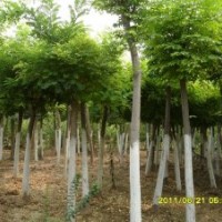 供應(yīng)柏 國槐 香花槐