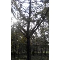 長(zhǎng)期供應(yīng)25公分銀杏嫁接樹