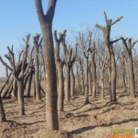 8公分國槐、法桐、垂柳、合歡、白蠟