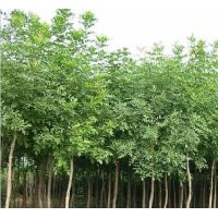 對(duì)節(jié)白蠟的性能和種植管理方式