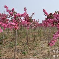 供應(yīng)世標(biāo)一號速生彩葉海棠