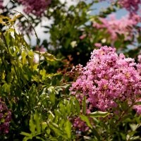 紅火箭紫薇小苗分析