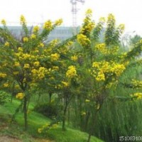 四川哪里有黃花槐