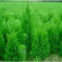 供應:龍柏，蜀檜，檜柏，塔柏，龍柏苗