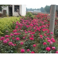 供應(yīng)月季、獨干月季、叢生月季、嫁接月季、香環(huán)刺