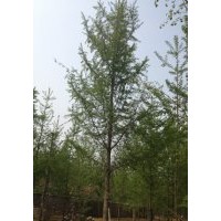 銀杏樹--霧霾克星，綠化首選