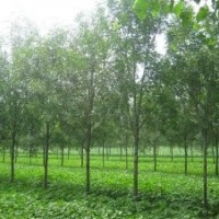 山西中條山白皮松