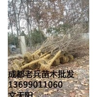 老兵苗木園藝場(chǎng)出售四川高桿櫻花