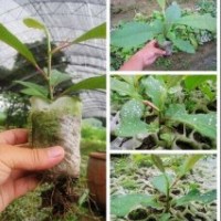 出售日本厚樸無紡布育苗袋小苗