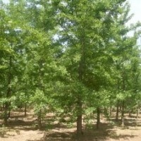 供應(yīng)銀杏樹