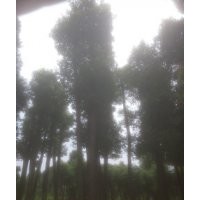 香樟香樟樹價(jià)格，價(jià)格香樟香樟樹