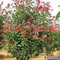 意楊苗木價格，意楊價格