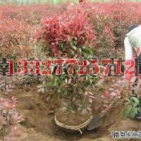 紫薇苗木價格，紫薇價格