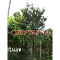 桂花苗木價(jià)格，桂花價(jià)格