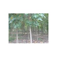 移栽馬褂木價(jià)格/馬褂木最新價(jià)格報(bào)價(jià)