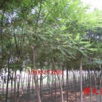 基地供應(yīng)國(guó)槐1--4公分國(guó)槐10000棵