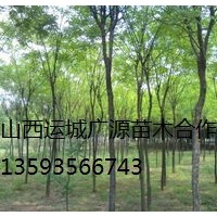 國(guó)槐出售、2-3公分國(guó)槐低價(jià)供應(yīng)