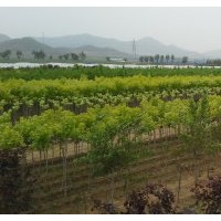 蜀檜 北美海棠、紅寶石海棠 3年小苗