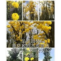大規(guī)格球形多花黃花風(fēng)鈴木