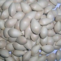 供應(yīng)銀杏樹，銀杏種子成活率高