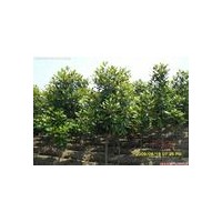 移栽廣玉蘭價(jià)格