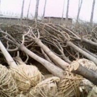 如何優(yōu)質(zhì)國槐種植