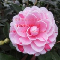 【五色赤丹】茶花 鮮花園藝 花卉盆栽 陽臺客廳植物 太極花木苗場