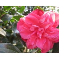 【花迪斯】茶花 綠植園藝 鮮花盆栽 陽臺庭院花卉 種子花盆有花苞