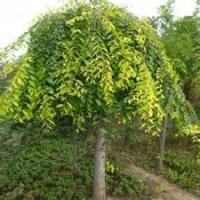 供應(yīng)30公分皂角大骨架