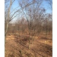 低價供應(yīng)句容紅櫸樹