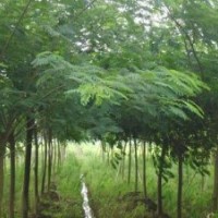 合歡樹(shù)價(jià)格 合歡 合歡樹(shù)圖片 合歡樹(shù)苗