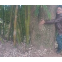 苗木搖錢樹8-60厘米，香樟15-85厘米，皂角18-110厘米，樸樹15-55