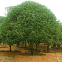 湖南香樟樹(shù)價(jià)格香樟香泡樹(shù)價(jià)格欒樹(shù)價(jià)格