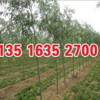 速生楊批發(fā)商,速生楊廠家,大規(guī)格速生楊廠家批發(fā)