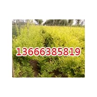 山東毛白楊批發(fā),毛白楊小苗,毛白楊插條,毛白楊二年苗價格