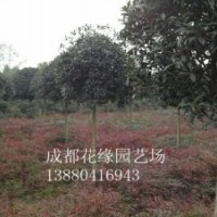 供應(yīng)四川桂花