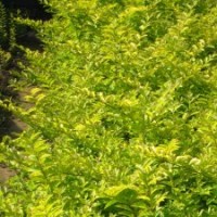 金冠小葉女貞（新品種)