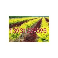 紅葉小檗 小檗,女貞,黃楊