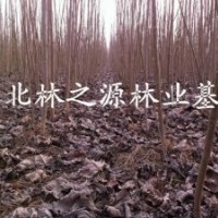 2公分107楊樹苗出售