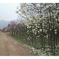 供應(yīng)白玉蘭，紅玉蘭，廣玉蘭