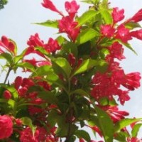 供應(yīng)紅葉石楠，紅王子錦帶，紅瑞木，火棘，垂柳，大葉女貞，繡線