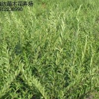 紅葉碧桃，平枝荀子，水臘，迎春，繡線菊，黃櫨