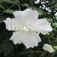 叢生木槿苗紅花白花粉花叢生木槿苗木槿苗扦插苗