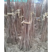 江蘇50--100公分高美國紅楓銷售