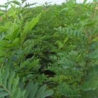 大量供應(yīng)優(yōu)質(zhì)刺槐 規(guī)格全 品質(zhì)優(yōu)