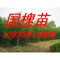 國(guó)槐苗 刺槐苗 花椒苗 側(cè)柏苗 油松苗 貨源充足