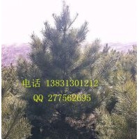 常年出售油松， 具有1.5米到8米不同規(guī)格的油松苗以及其他綠化苗