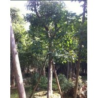 福建移植香樟10公分