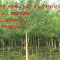 1-16公分全規(guī)格白蠟